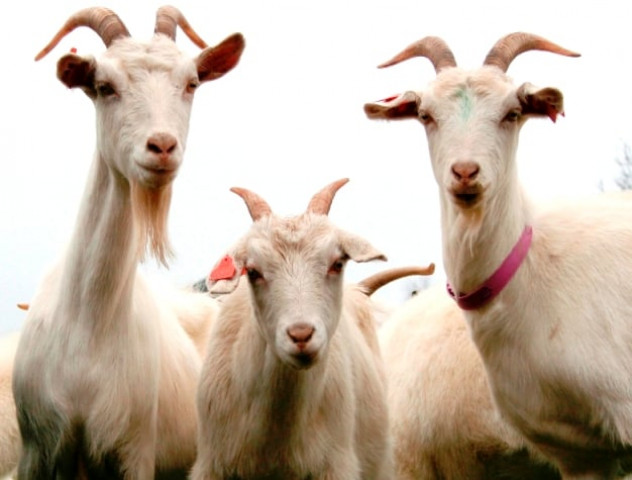 tragic end 30 goats hit to death tragic end 30 goats hit to death