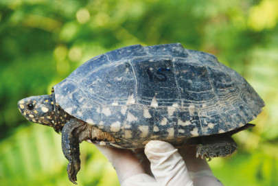small victories black pond turtles released into freshwater lake small victories black pond turtles released into freshwater lake
