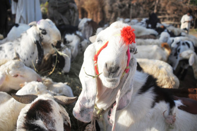 goat heist man beaten up for trying to steal goat goat heist man beaten up for trying to steal goat
