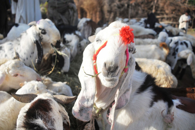 goat heist man beaten up for trying to steal goat goat heist man beaten up for trying to steal goat