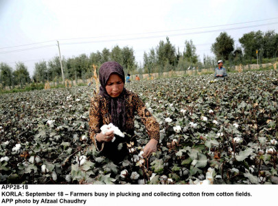 aftermath cotton production under scrutiny