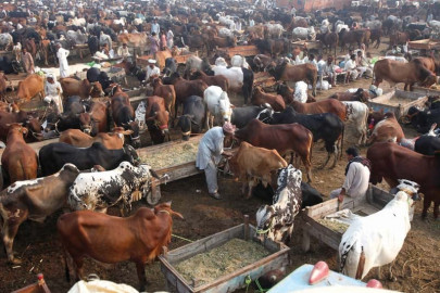 eidul azha vendors skip cattle markets to sell animals in the streets