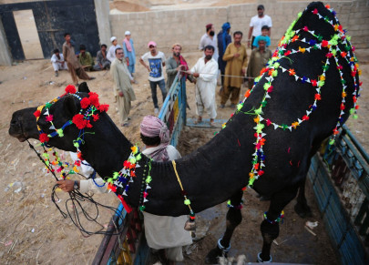 e commerce on eid a growing appetite for buying sacrificial animals online e commerce on eid a growing appetite for buying sacrificial animals online