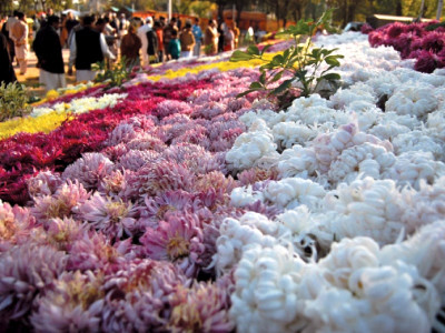 budding industry opportunities grow in blooming flower market