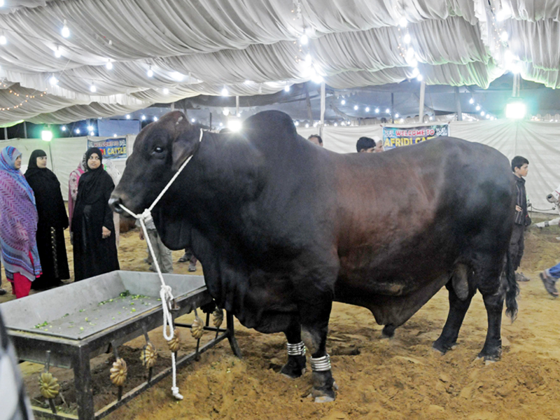 animal fervour the vips at the sohrab goth cattle market