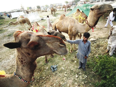 traditional delicacies haji taj muhammad and his seven camels
