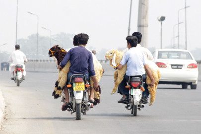 sacrificial animals prices shoot up as eid approaches
