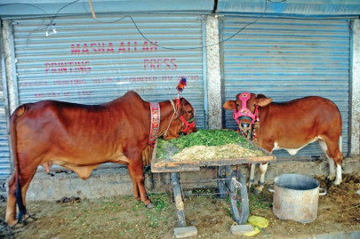 leather me up karachi sheds 20 more skin than last year leather me up karachi sheds 20 more skin than last year