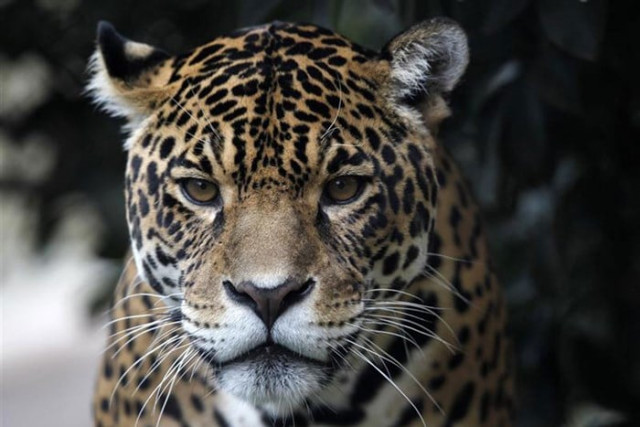 3 year old mauled by jaguars at us zoo 3 year old mauled by jaguars at us zoo
