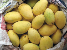 sweet prospects elevating pakistan s mango exports sweet prospects elevating pakistan s mango exports