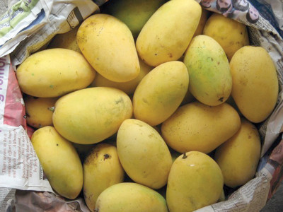 sweet prospects elevating pakistan s mango exports sweet prospects elevating pakistan s mango exports