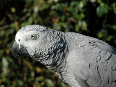 california parrot that vanished for four years returns speaking spanish paper