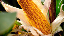 tdap plans seminars to boost maize exports