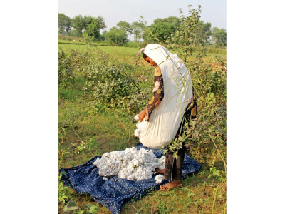 cotton production target may be missed cotton production target may be missed