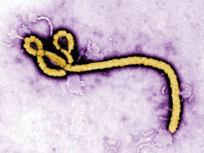 tv adaptation of ebola pandemic may hit the floors tv adaptation of ebola pandemic may hit the floors