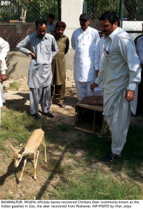 saving the endangered chinkara deer recovered in raid