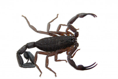 black scorpion imports wildlife dept reluctant to issue noc