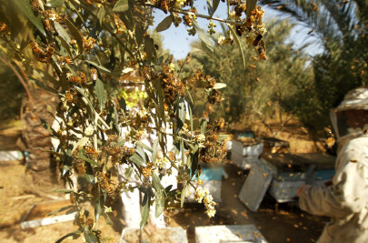 wrath of the insects bees attack funeral 15 hospitalised