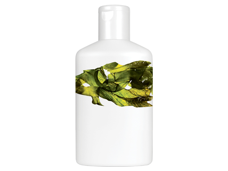 japanese firm to make algae based shampoo