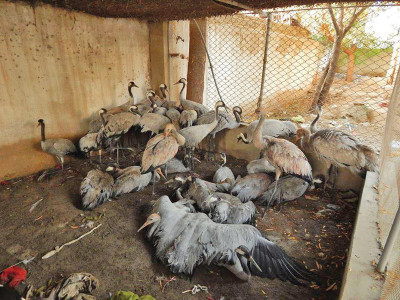 spread your wings wildlife officials rescue 78 cranes