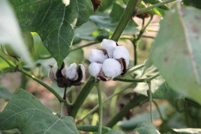 tcp to start cotton buying in november