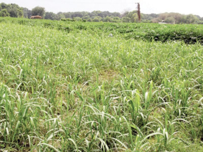 tax on agriculture income agriculture taxed or not sindh lawmakers debate tax on agriculture income agriculture taxed or not sindh lawmakers debate