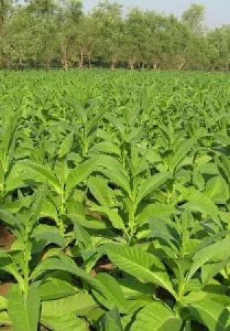 joint venture launched on tobacco crop joint venture launched on tobacco crop