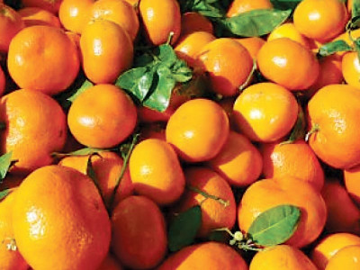 fruits and vegetables stricter policies to be enforced fruits and vegetables stricter policies to be enforced