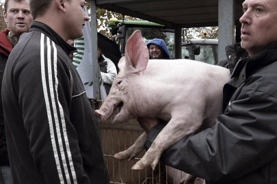 french start up eyes halal food market with pork test device