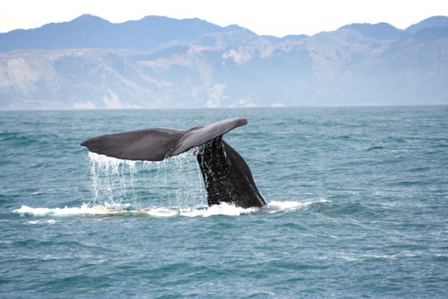 why are scientists dumping fake whale poop into the oceans why are scientists dumping fake whale poop into the oceans