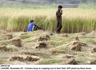 international rice market indian agriculture policy hurting pakistan