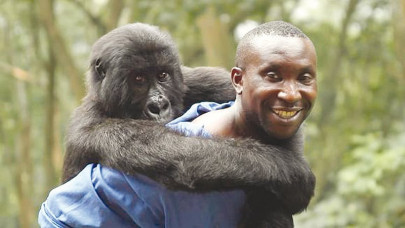 with man gone will there be hope for gorilla