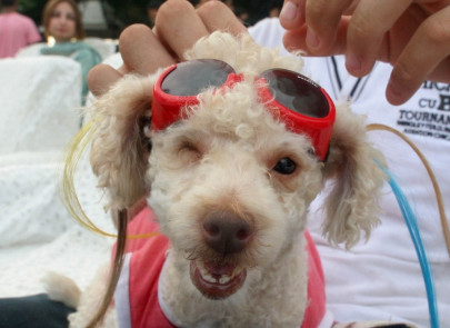 know your rights pet owners