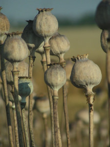 record opium poppy cultivation this year in afghanistan un
