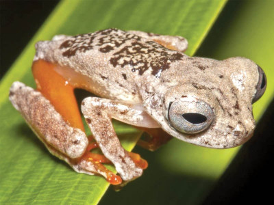 new frog species named after ozzy osbourne