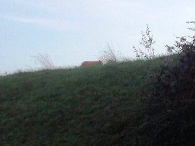 search stepped up for tiger on prowl near paris