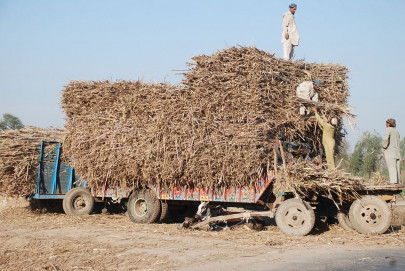 mills closed sugarcane growers hit by buying drought