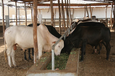 meeting demand milking the dairy farming business meeting demand milking the dairy farming business