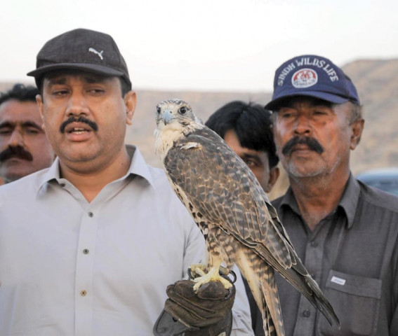 in a hurry wildlife department rushes to release four falcons