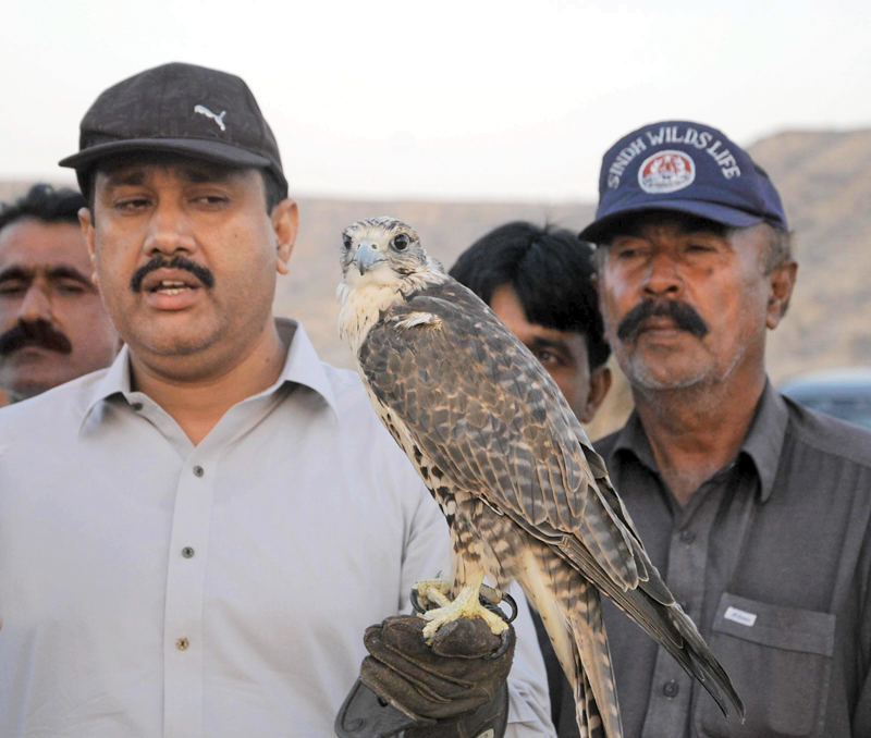 in a hurry wildlife department rushes to release four falcons