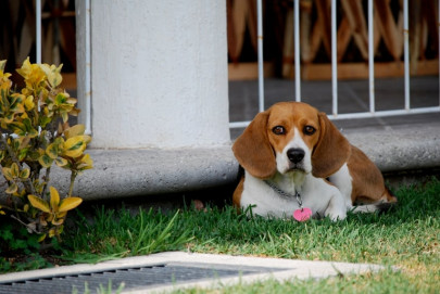 texas woman sues family after her dogs kill neighbor s pet beagle