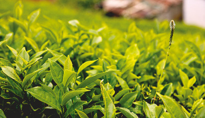 6 interesting uses of tea 6 interesting uses of tea