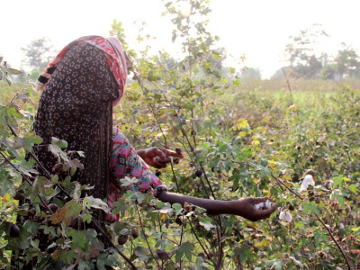 cotton zones hit hard by recent floods cotton zones hit hard by recent floods