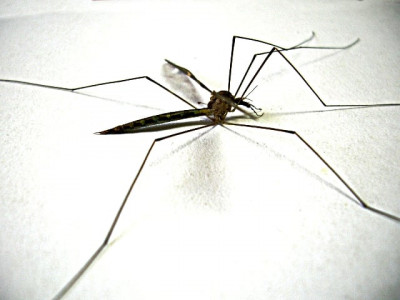 my mother survived dengue