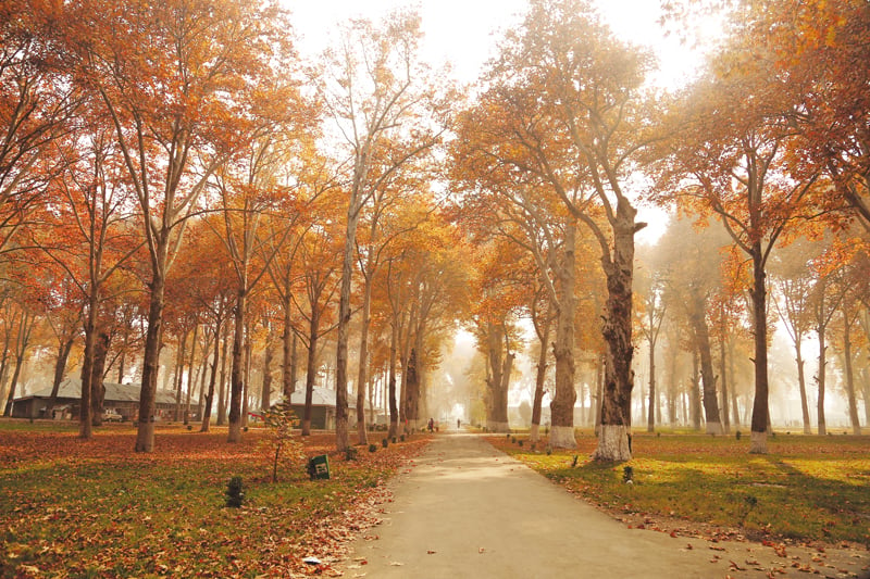 autumn in kashmir red earth