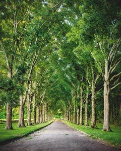 planting trees green up the concrete