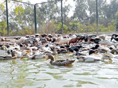 fowl play there s a new bird in town fowl play there s a new bird in town