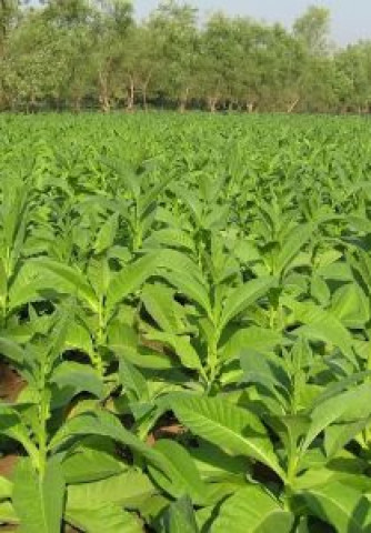 tobacco pricing farmers association rejects ptb s formula tobacco pricing farmers association rejects ptb s formula