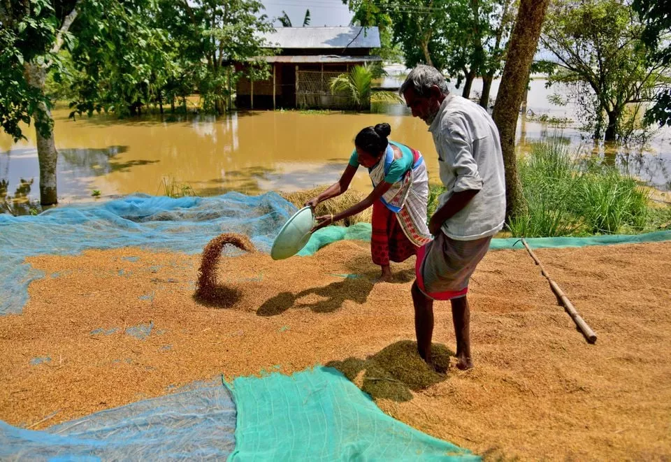 villagers affected by flood dry their paddy crop on a road in morigaon district in the northeastern state of assam india may 24 2022 reuters villagers affected by flood dry their paddy crop on a road in morigaon district in the northeastern state of assam india may 24 2022 reuters