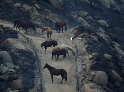 as california wildfire rages volunteers help rescue horses livestock